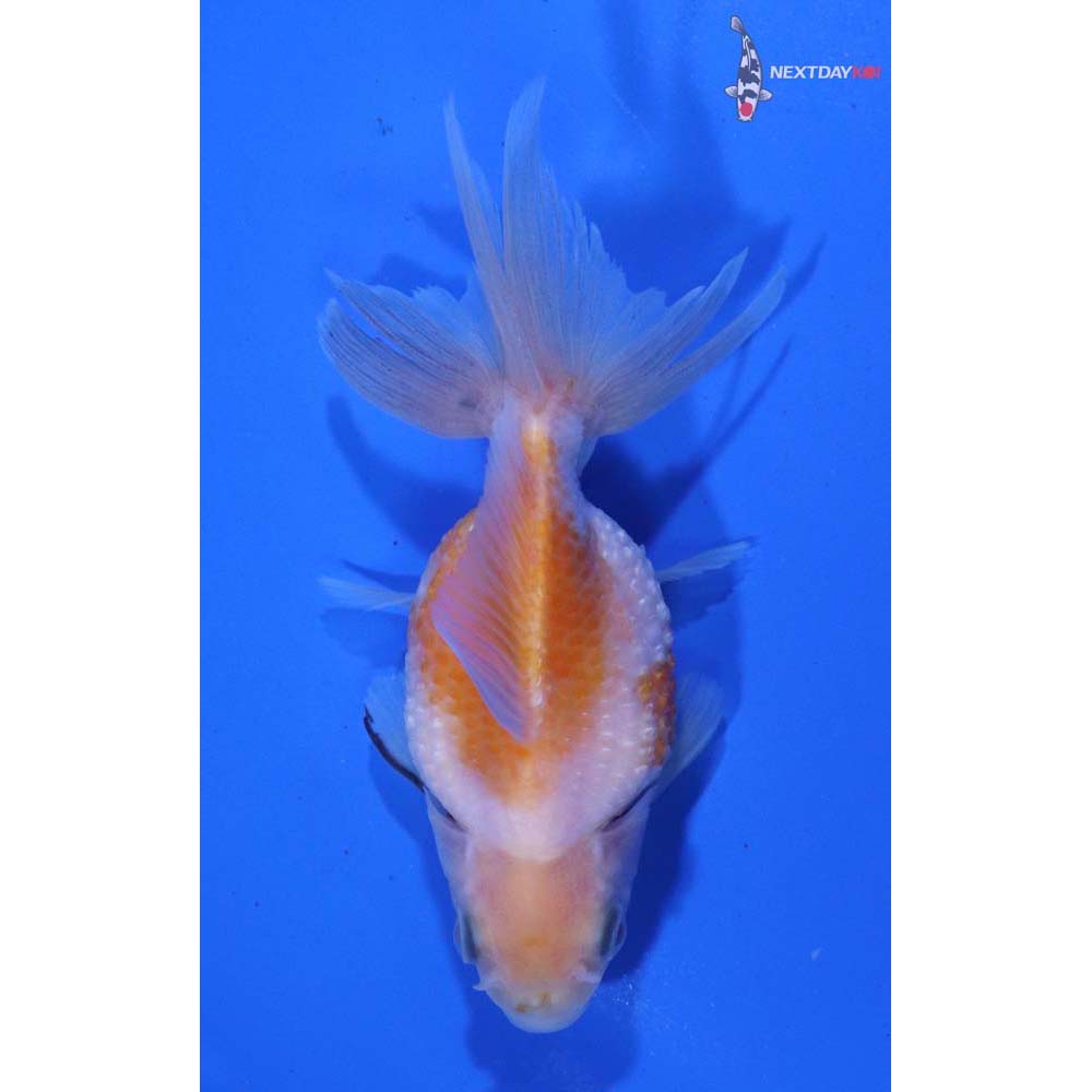 3.5” Imported Yellow and White Pearlscale