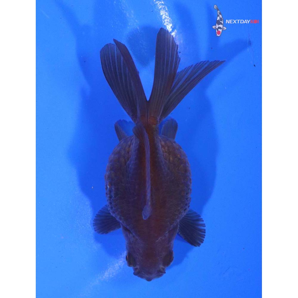 3.5” Imported Male Black Pearlscale