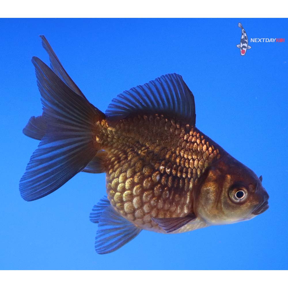 3.5” Imported Male Black Pearlscale