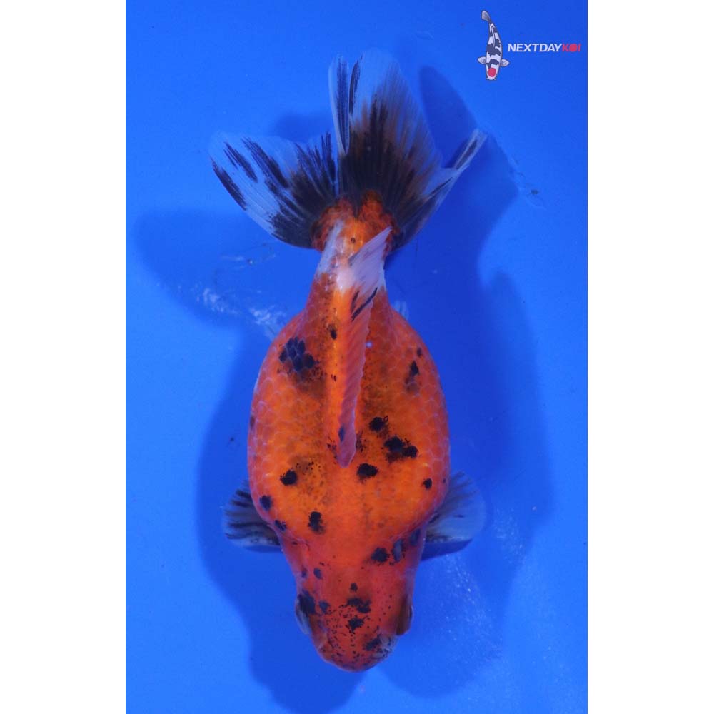 3.5” Imported Male Calico Pearlscale