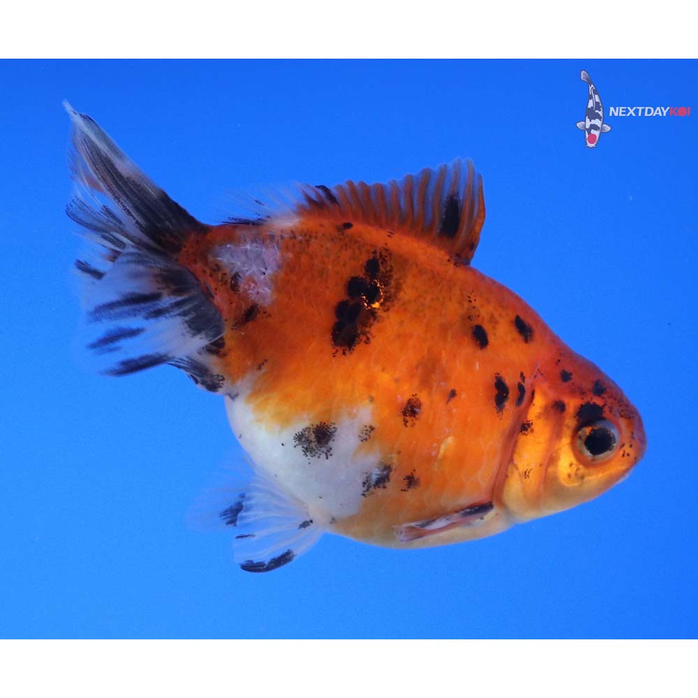 3.5” Imported Male Calico Pearlscale