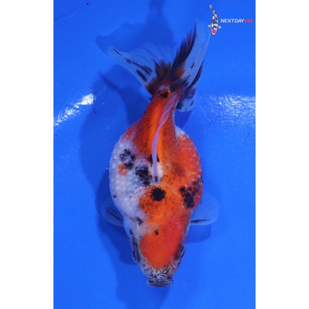 3” Imported Calico Pearlscale