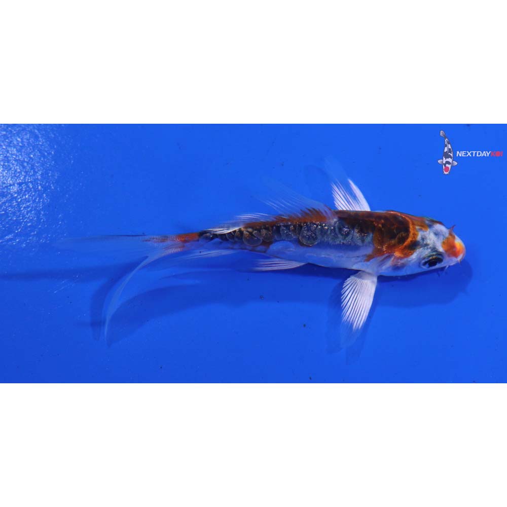 3” Imported Doitsu Kujaku Butterfly Koi