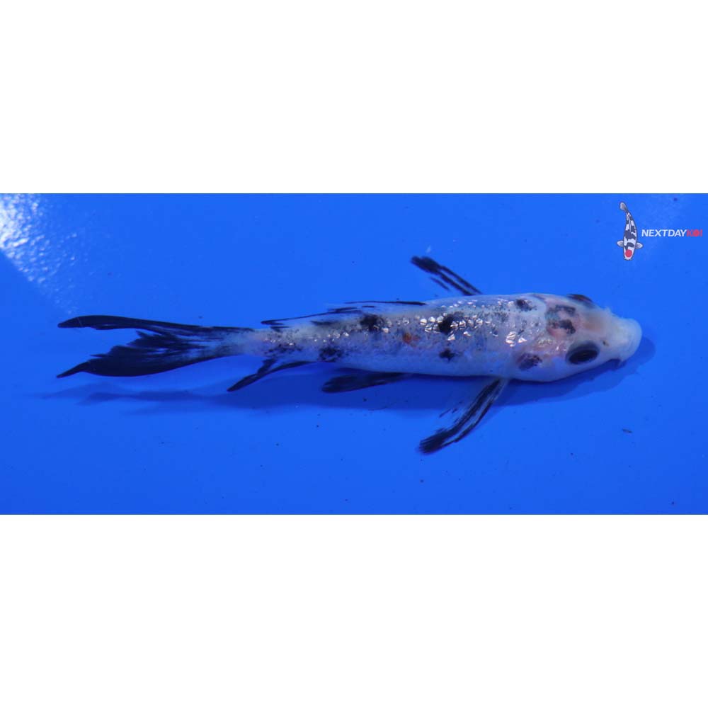 3.5” Imported Gin Rin Shiro Bekko Butterfly Koi
