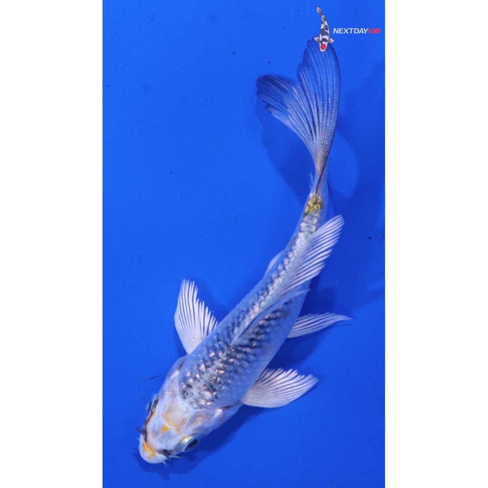 3.5” Imported Gin Rin Kujaku Butterfly Koi