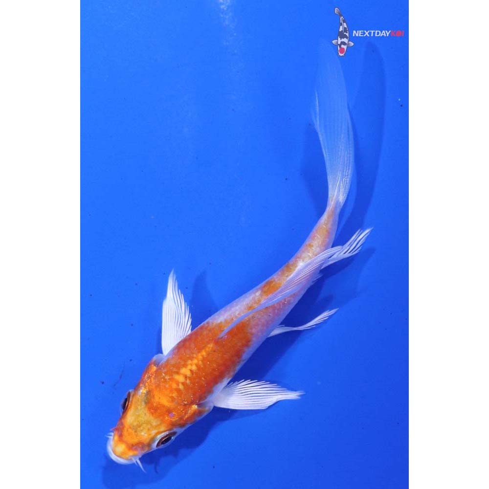 3.5” Imported Hariwake Butterfly Koi