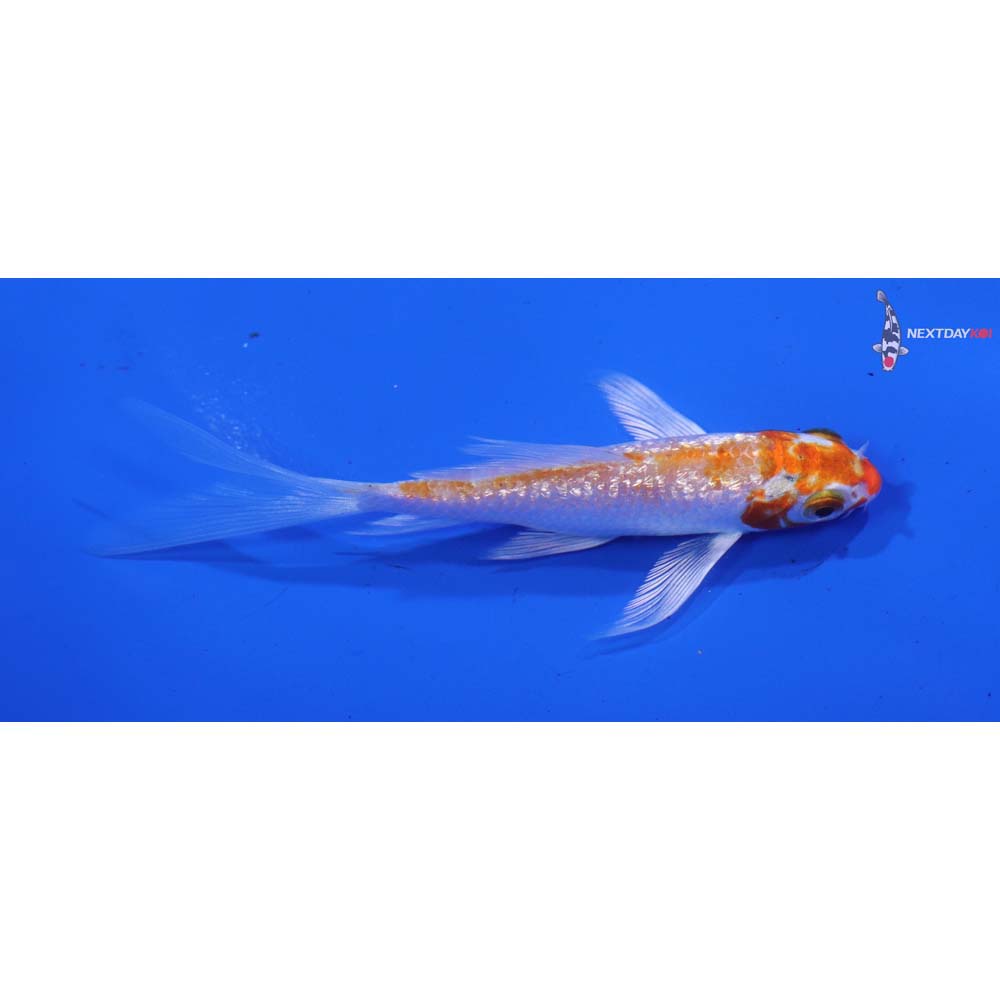 4” Imported Gin Rin Hariwake Butterfly Koi