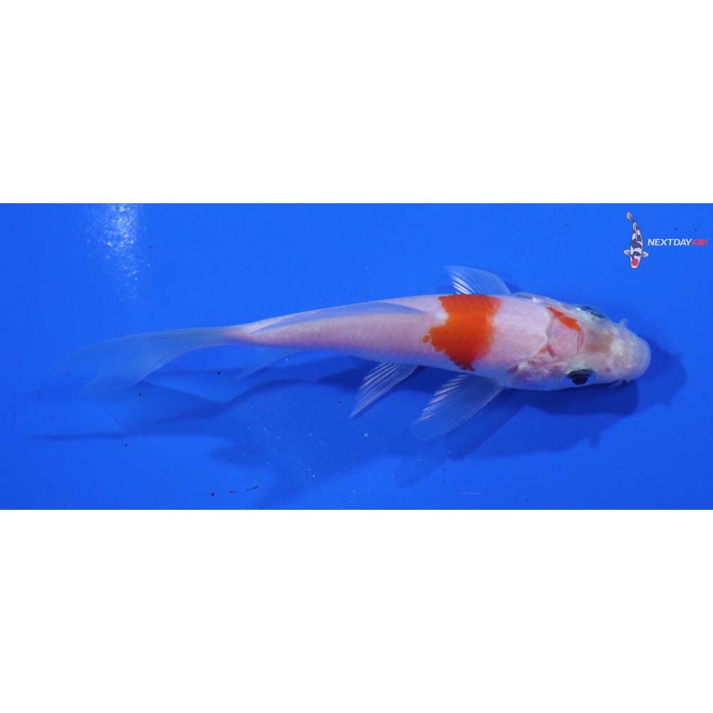 3” Imported Kohaku Butterfly Koi