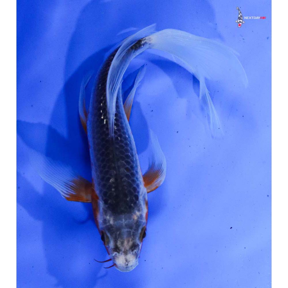 7” Imported Asagi Butterfly Koi