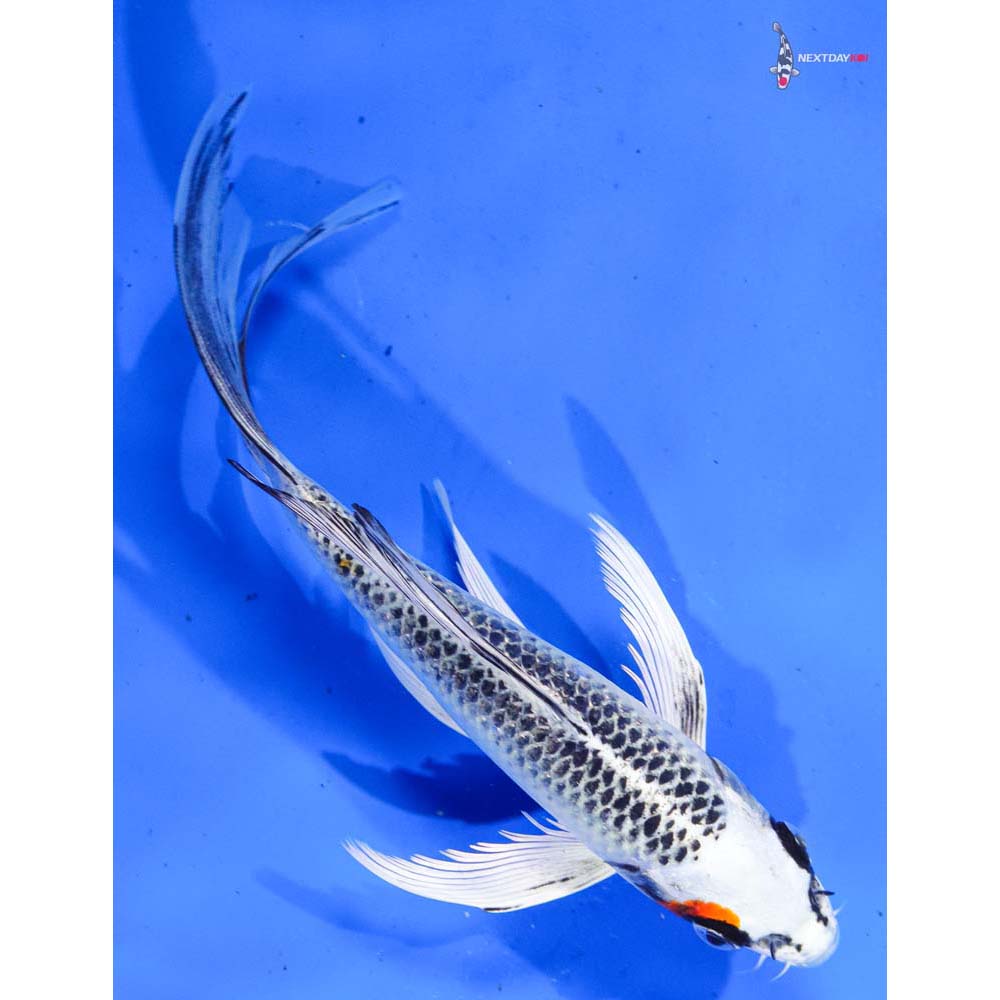 7” Imported Kujaku Butterfly Koi