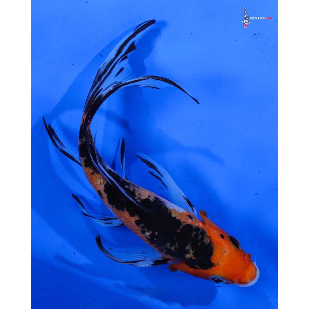 7” Imported Sanke Butterfly Koi