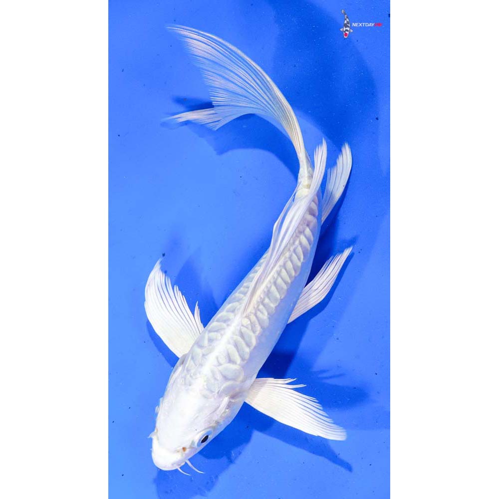 7” Imported Doitsu Platinum Ogon Butterfly Koi