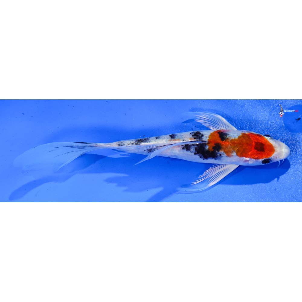 7” Imported Yamato Nishiki Butterfly Koi