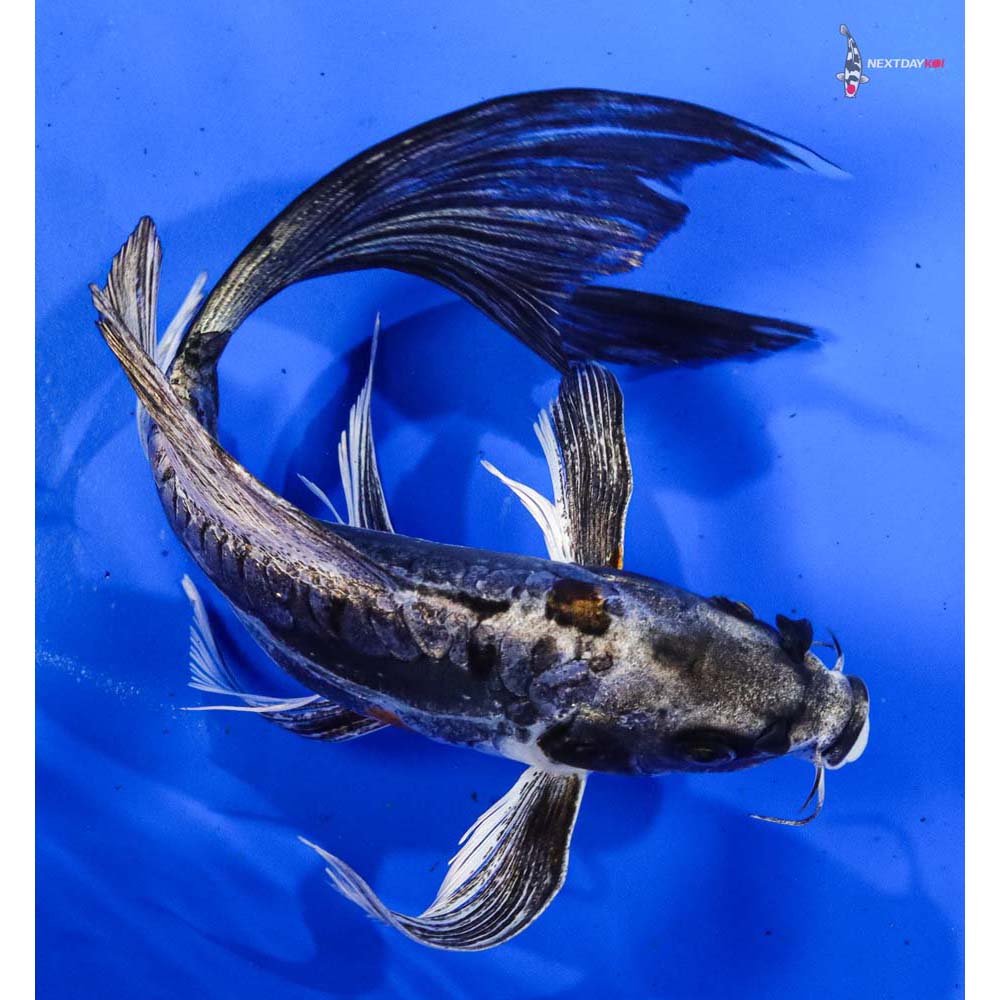 7.5” Imported Kin Kikokuryu Butterfly Koi