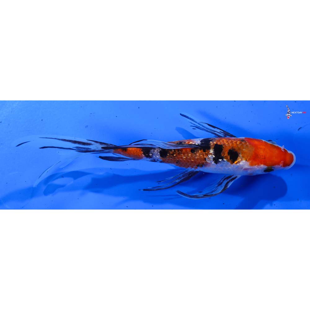 7.5” Imported Gin Rin Sanke Butterfly Koi