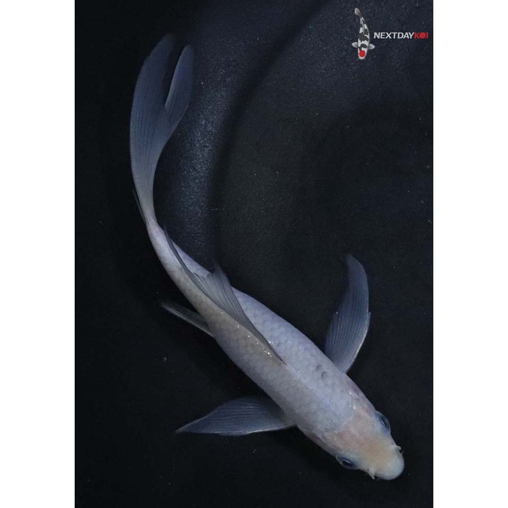 5” Imported Soragoi Butterfly Koi