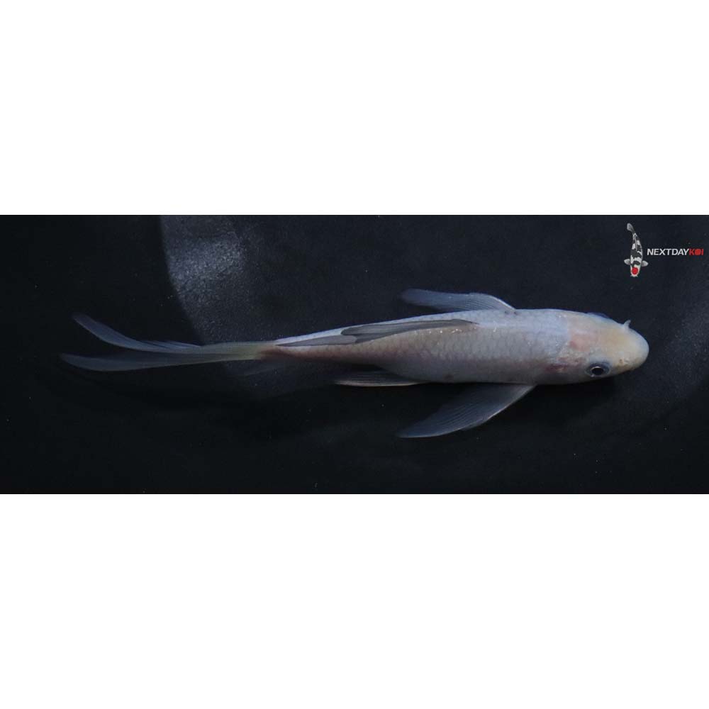 5” Imported Soragoi Butterfly Koi