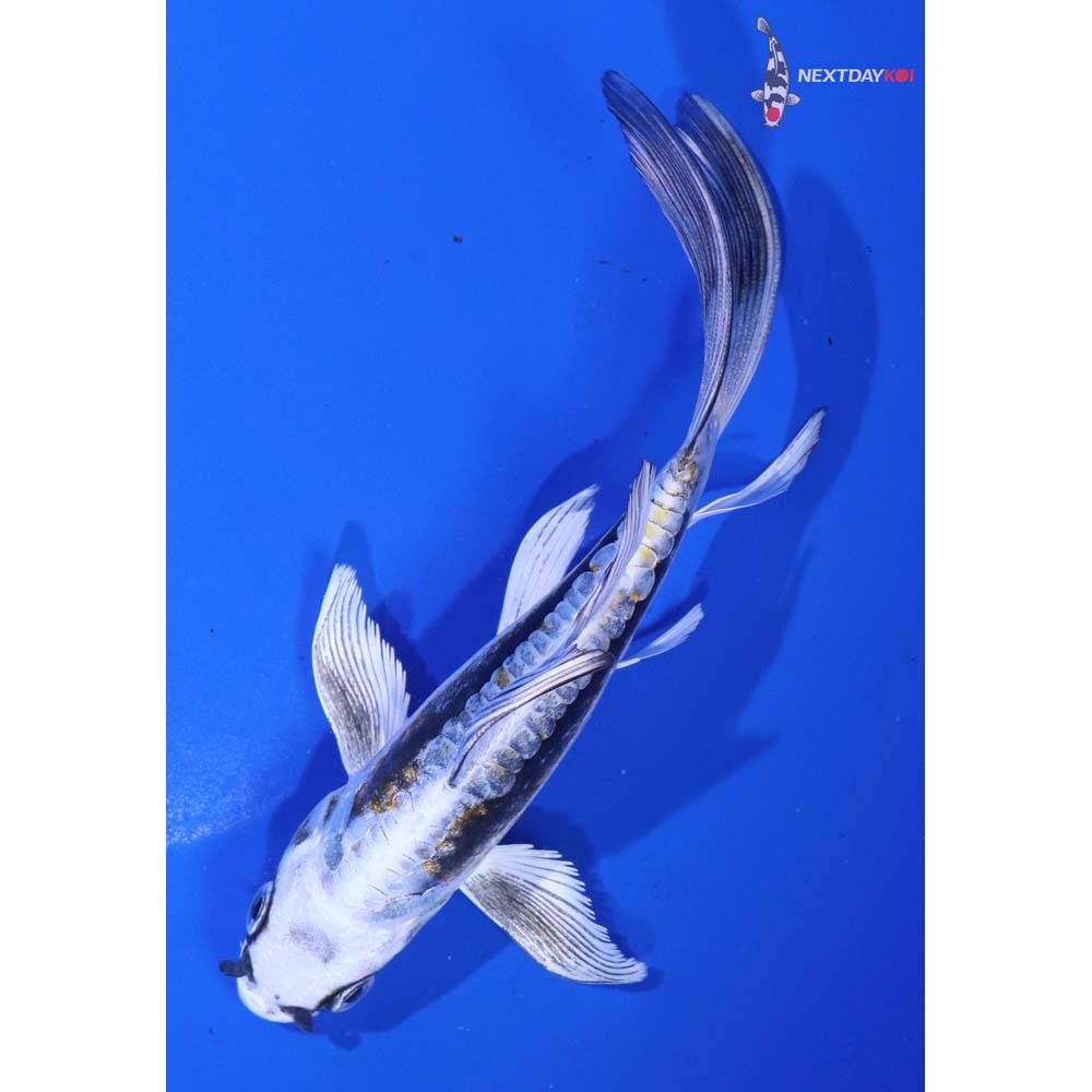 5.5” Imported Kin Kikokuryu Butterfly Koi