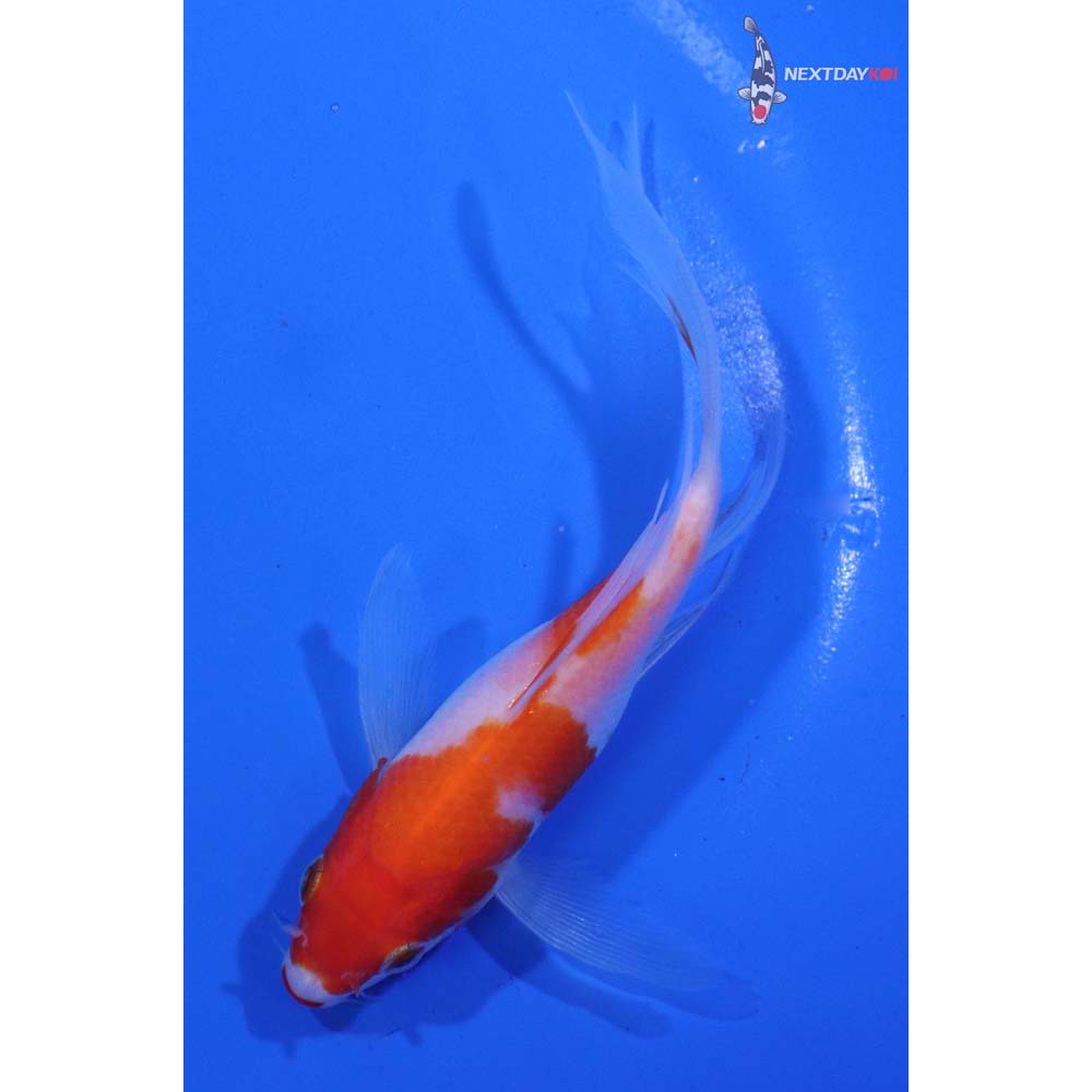 5.5” Imported Kohaku Butterfly Koi