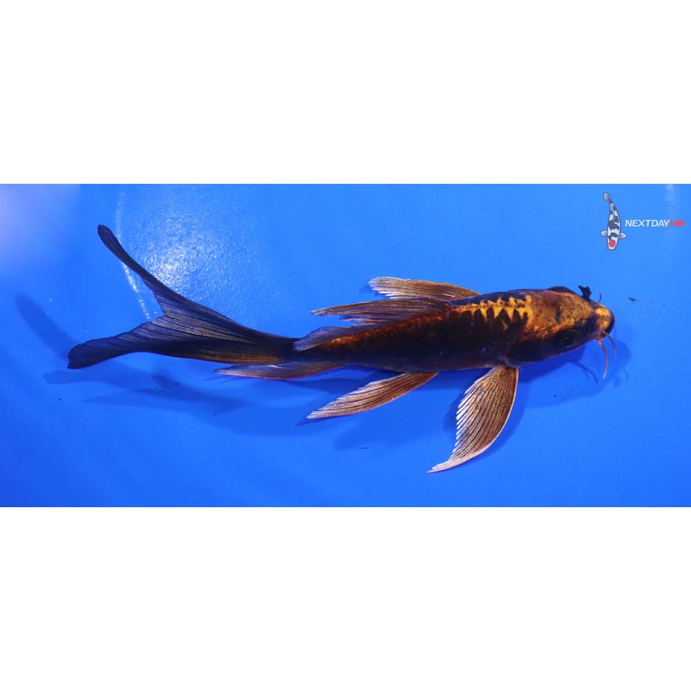 5.5” Imported Kin Kikokuryu Butterfly Koi