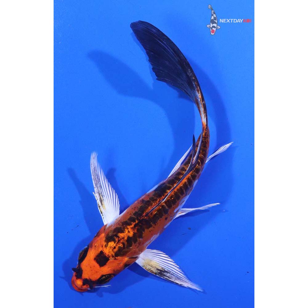 6” Imported Doitsu Kujaku Butterfly Koi
