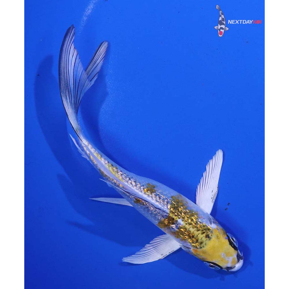 6” Imported Gin Rin Kujaku Butterfly Koi