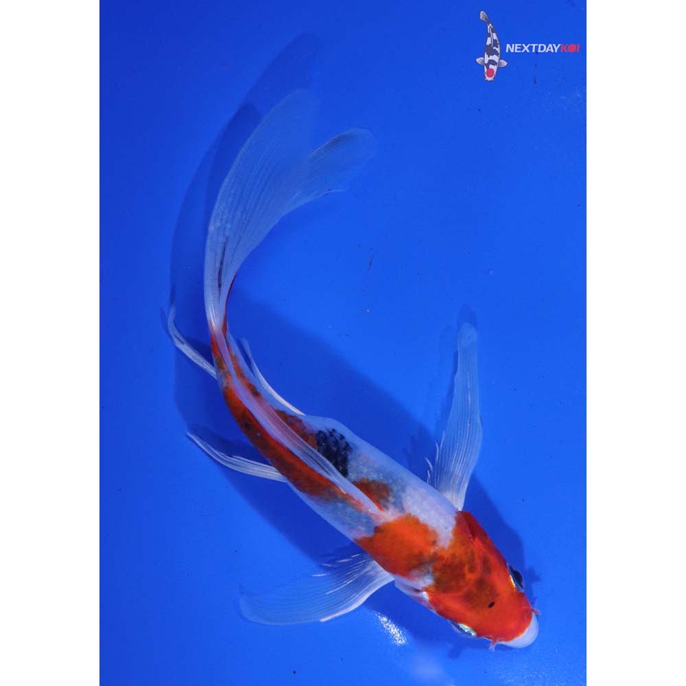 6” Imported Sanke Butterfly Koi