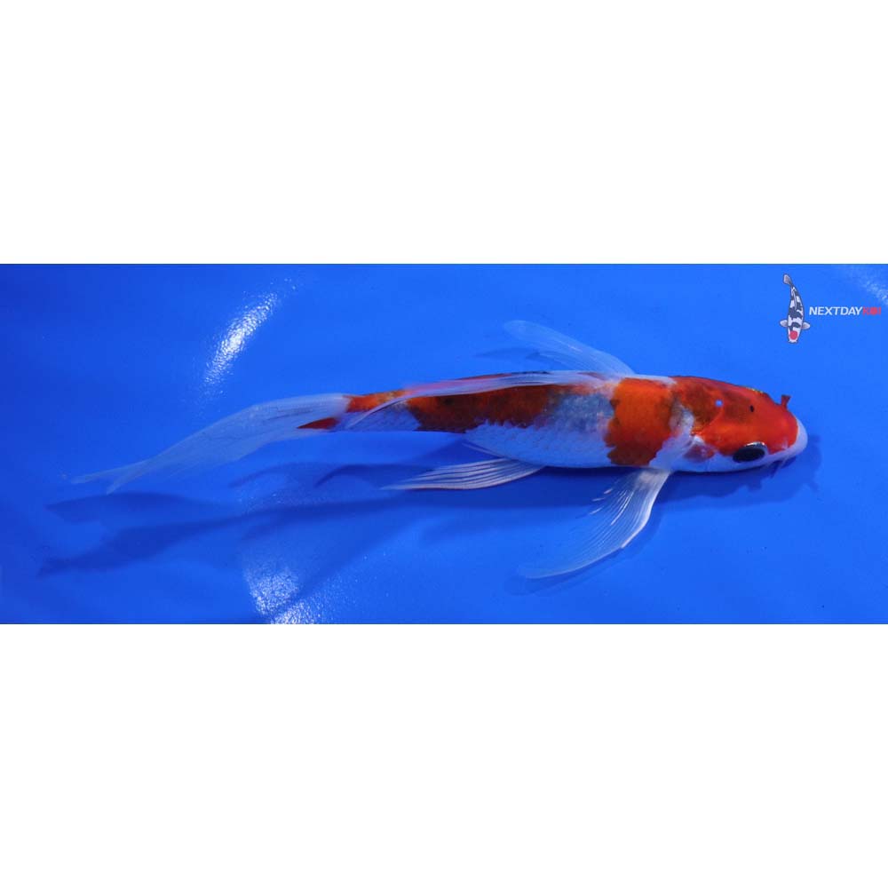6” Imported Sanke Butterfly Koi