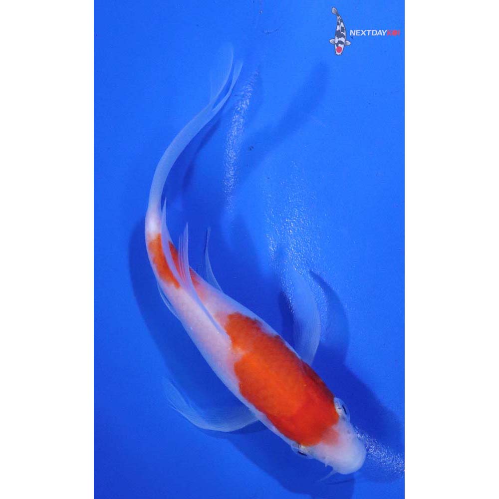 5” Imported Kohaku Butterfly Koi