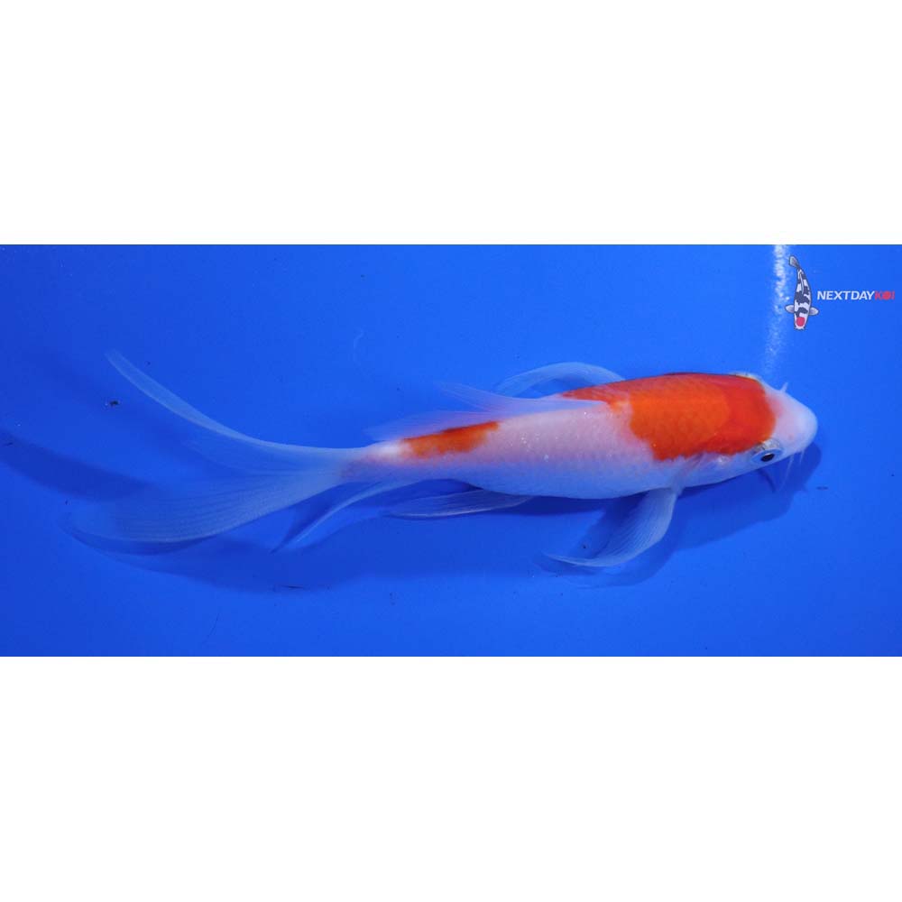 5” Imported Kohaku Butterfly Koi