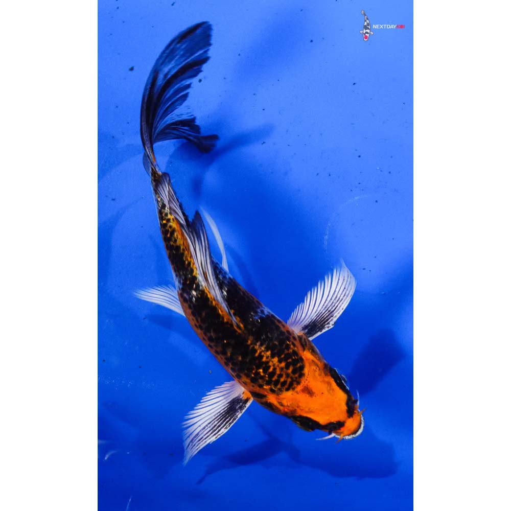 5” Imported Gin Rin Kujaku Butterfly Koi