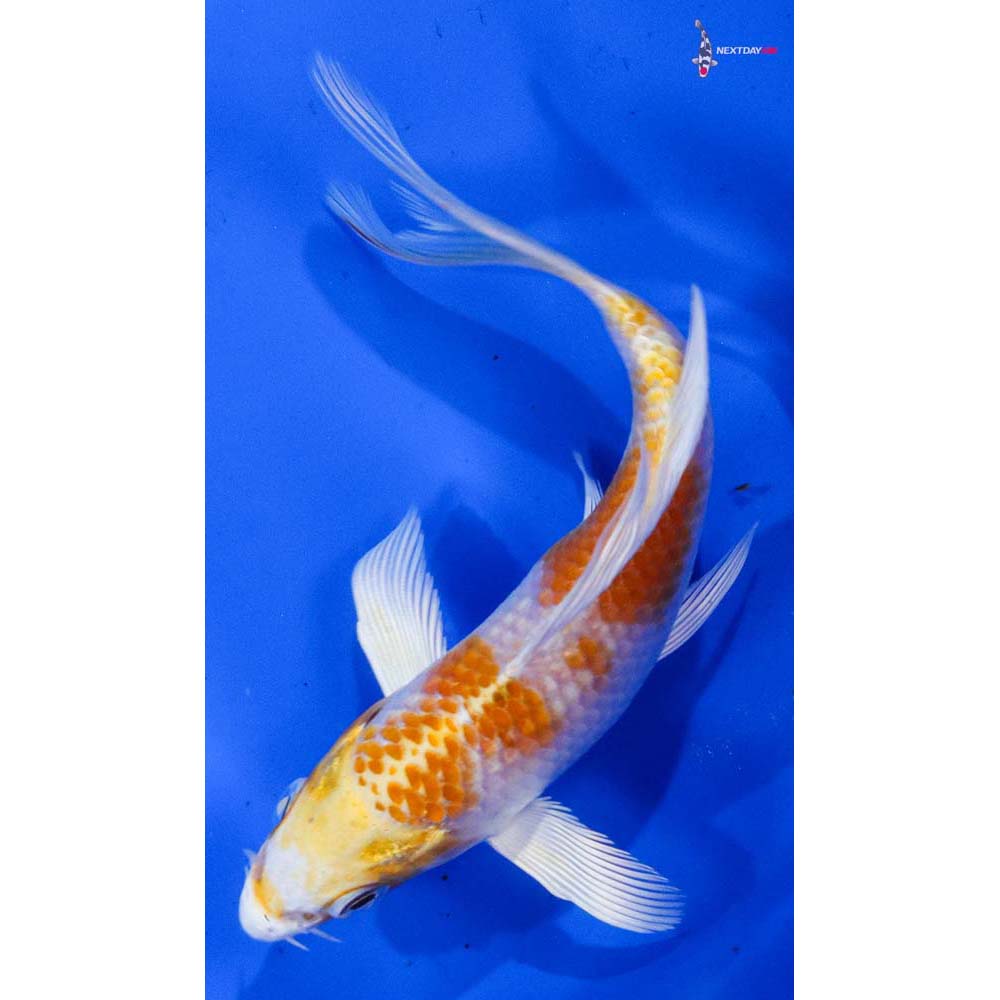 4.5” Imported Lemon Hariwake Butterfly Koi