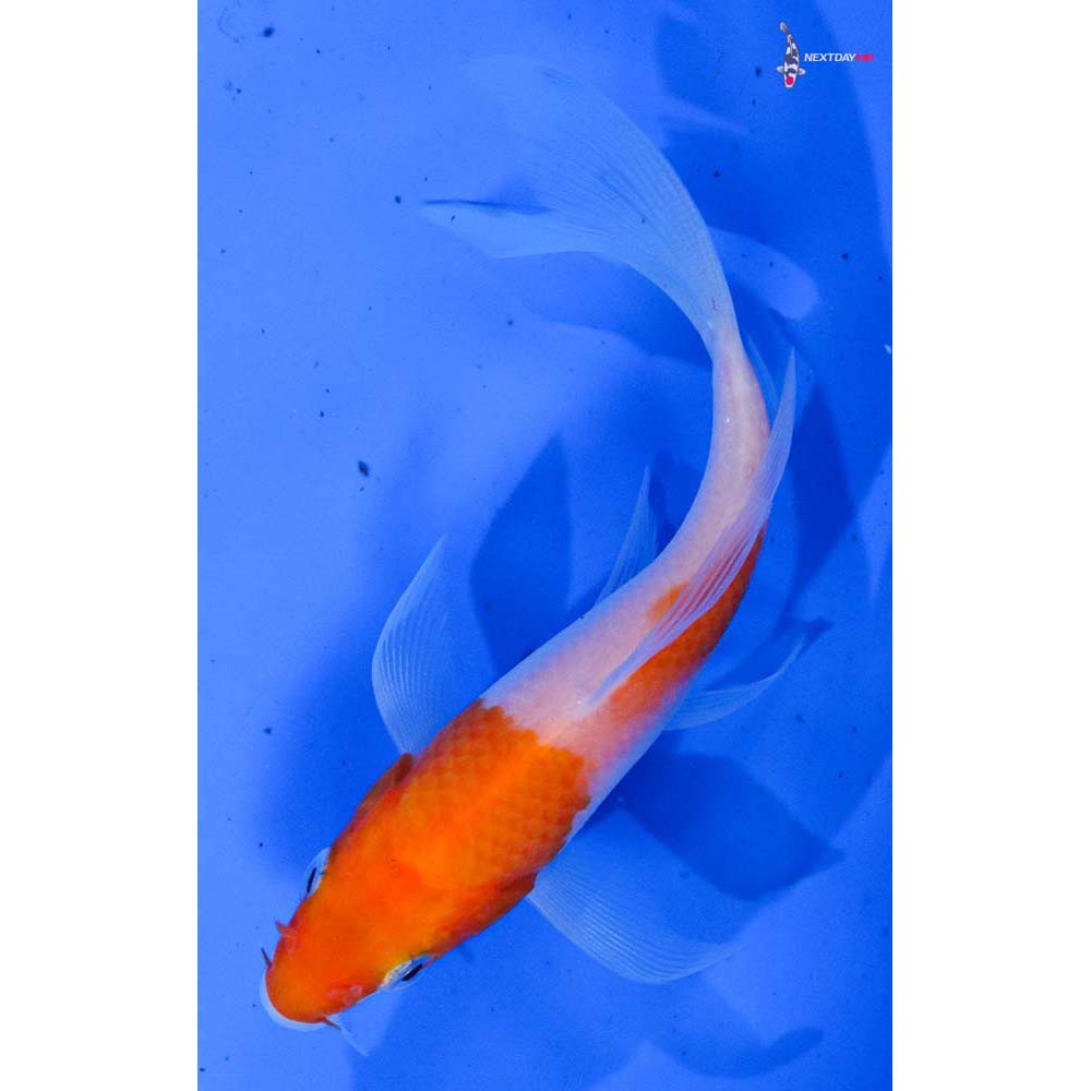 4.5” Imported Kohaku Butterfly Koi