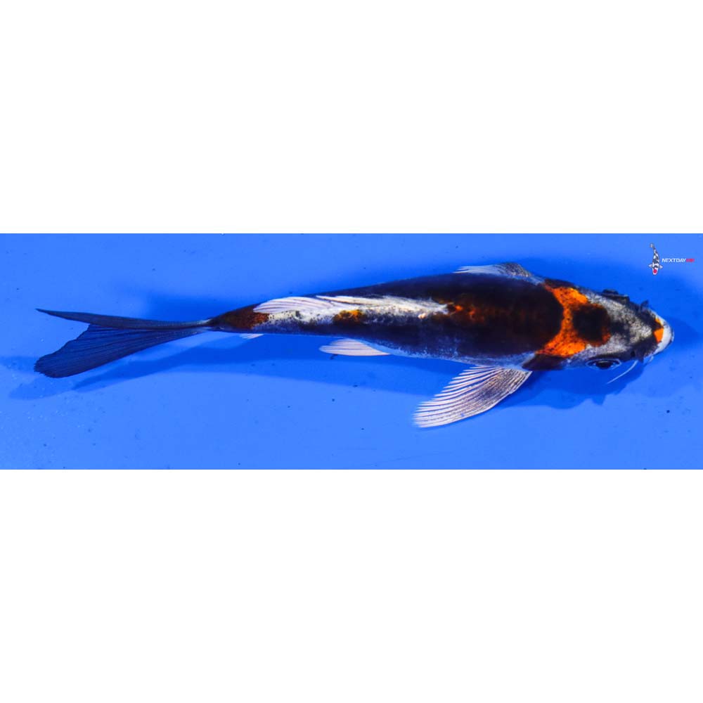 4.5” Imported Kujaku Butterfly Koi