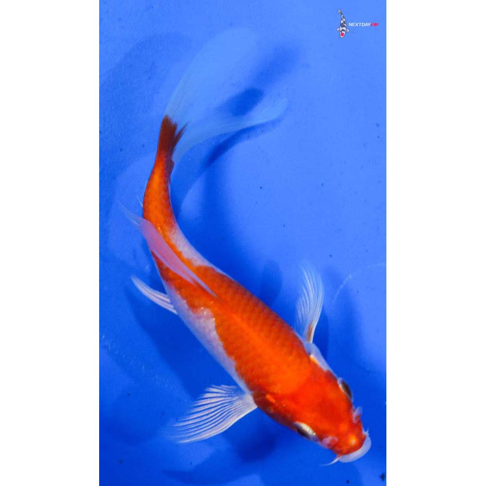 4.5” Imported Hariwake Butterfly Koi