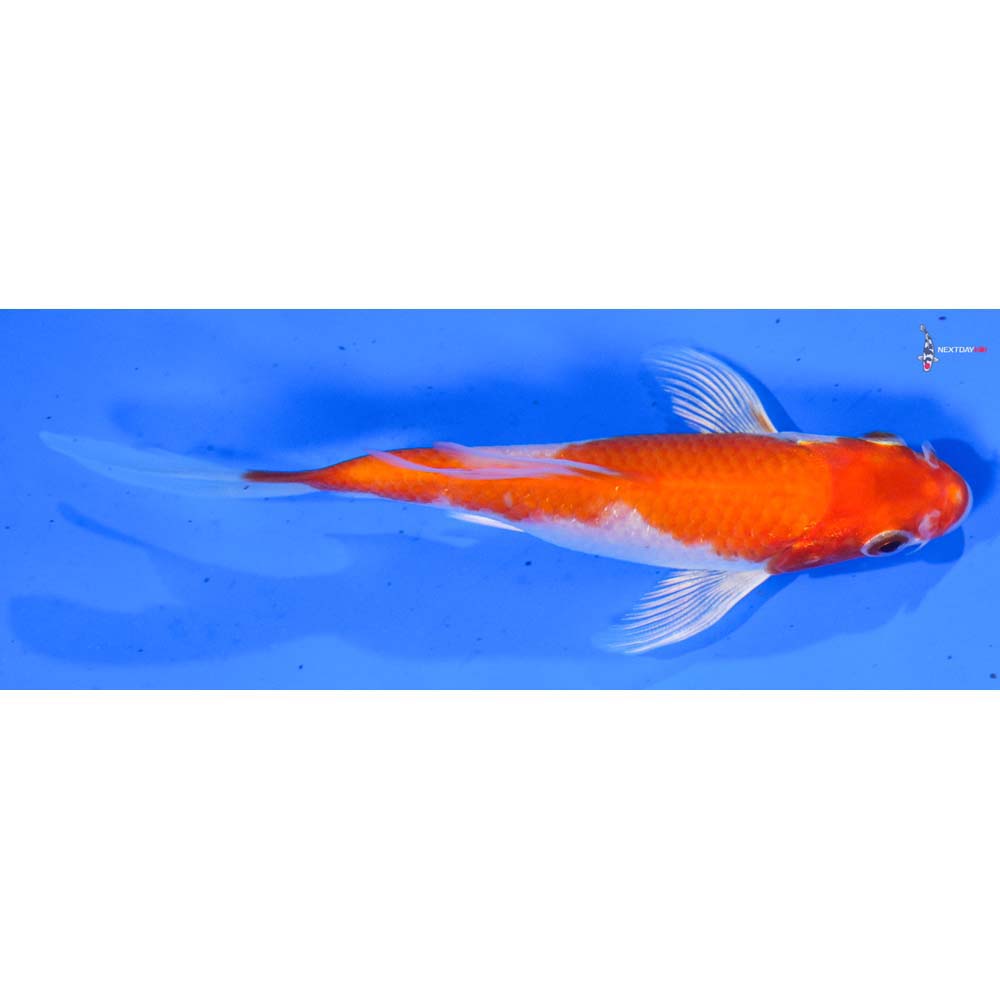 4.5” Imported Hariwake Butterfly Koi
