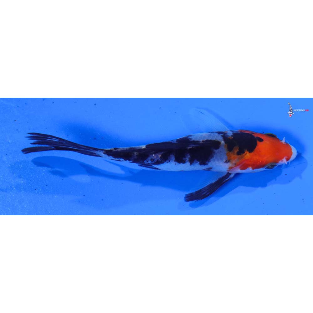 4.5” Imported Sanke Butterfly Koi