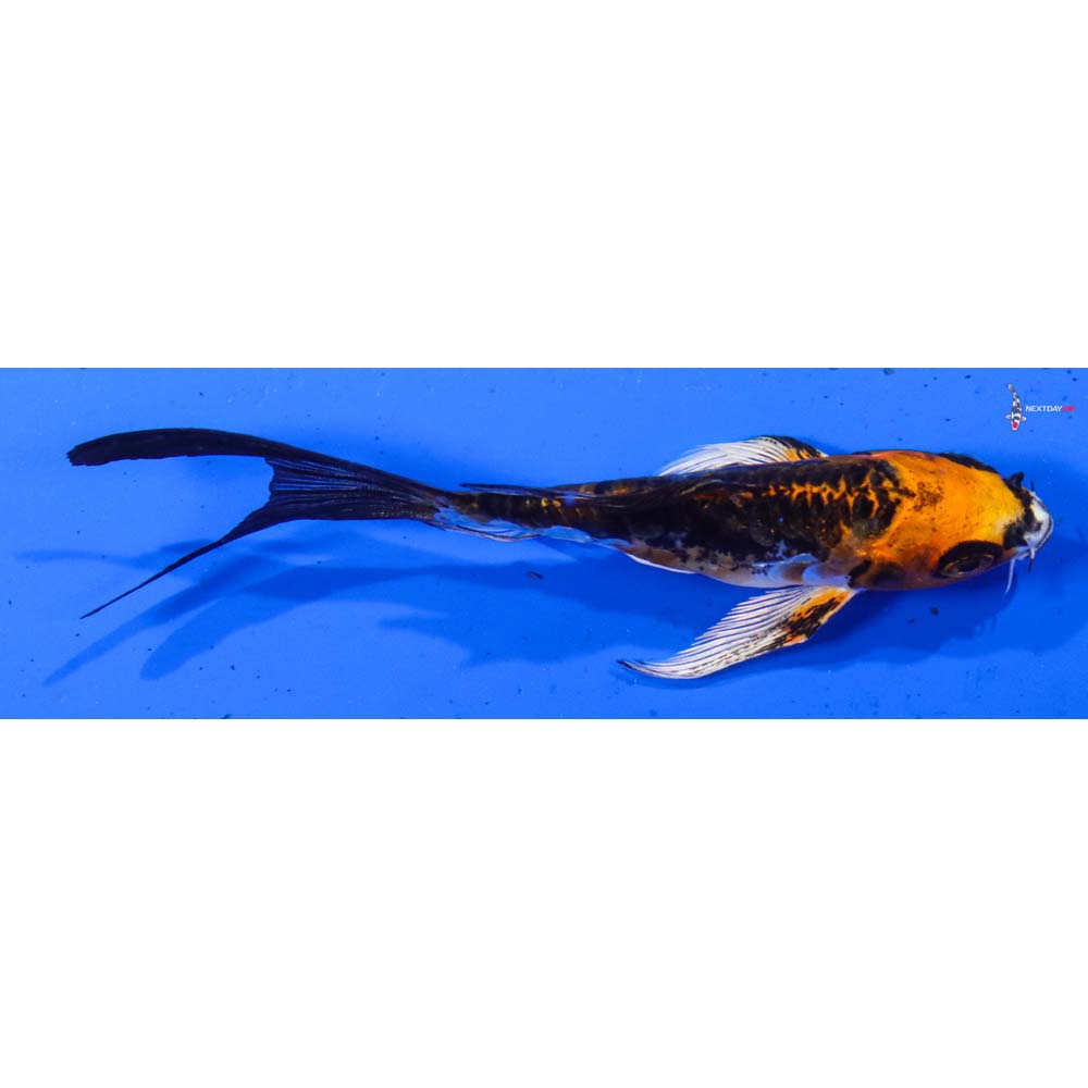 4” Imported Kin Kikokuryu Butterfly Koi