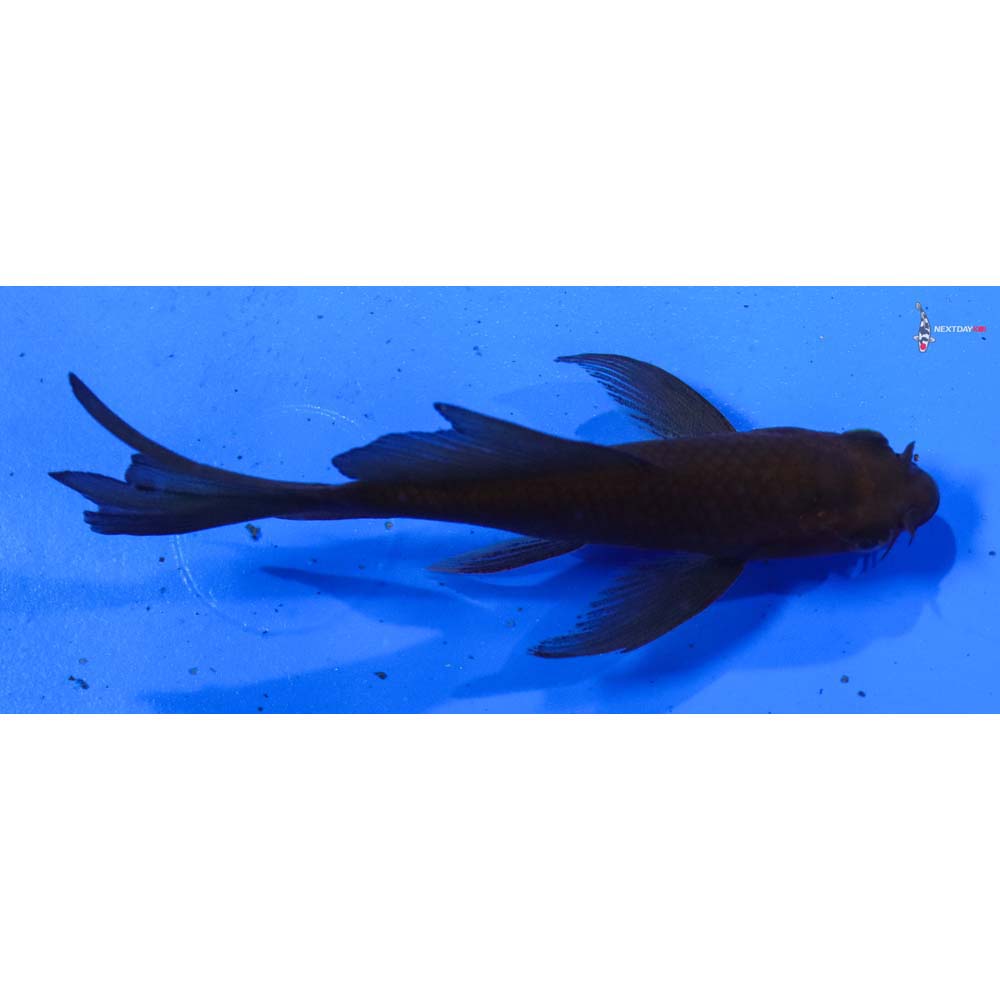 4” Imported Chagoi Butterfly Koi