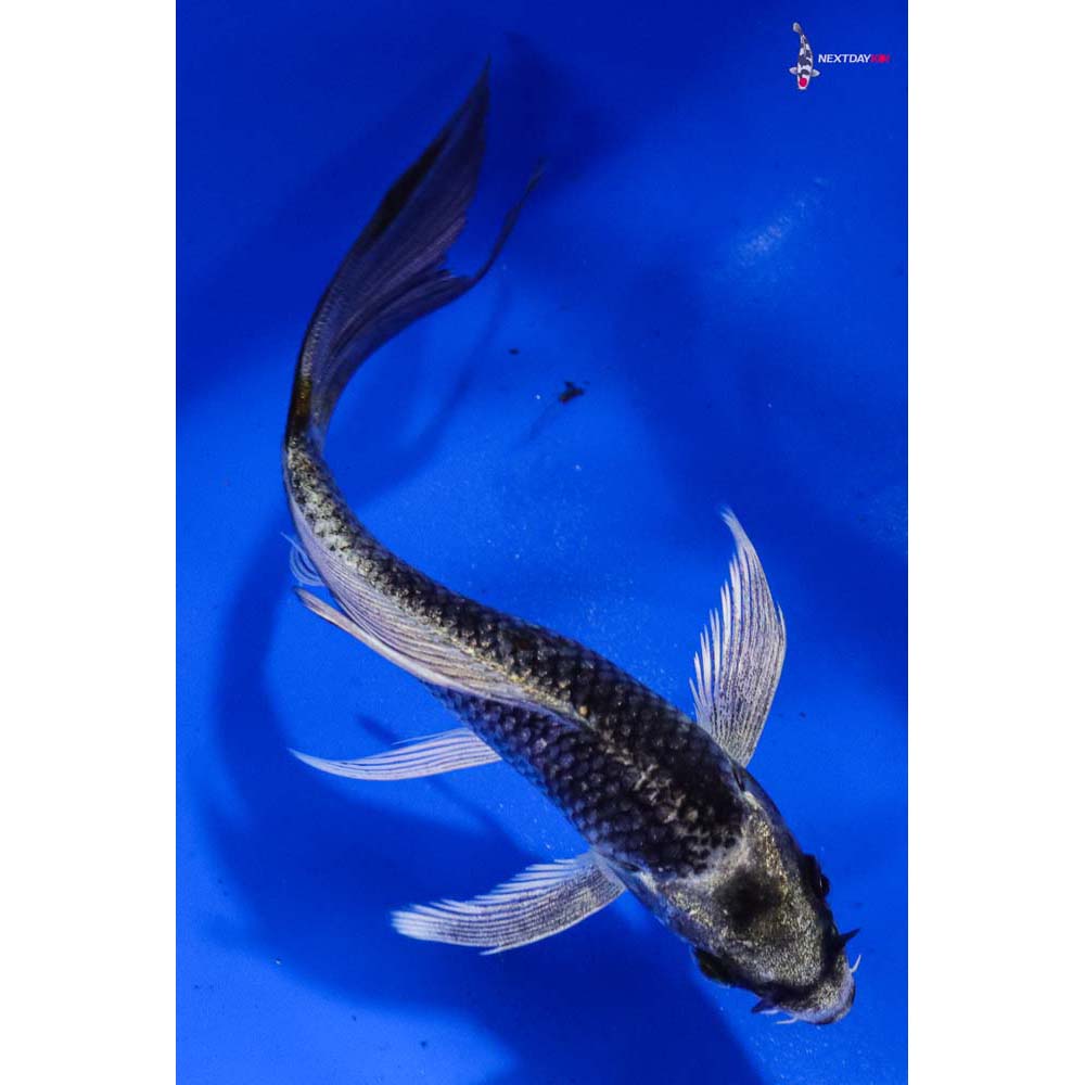 5” Imported Gin Matsuba Butterfly Koi