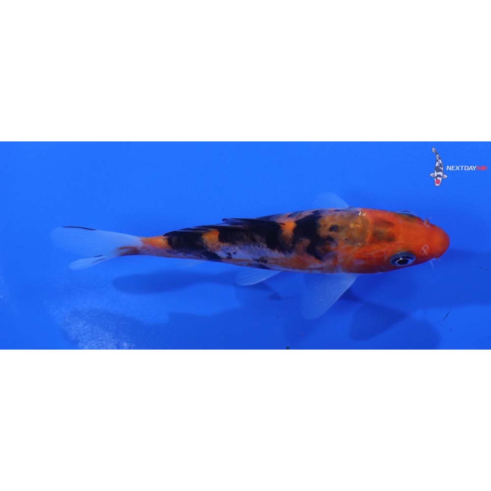 4” Imported Doitsu Sanke