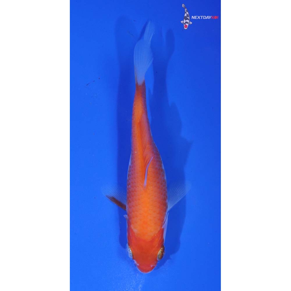 4” Imported Kohaku