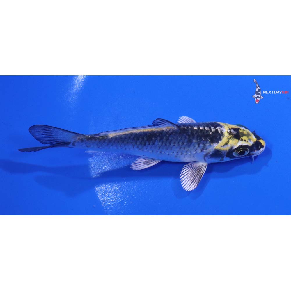 4” Imported Kujaku