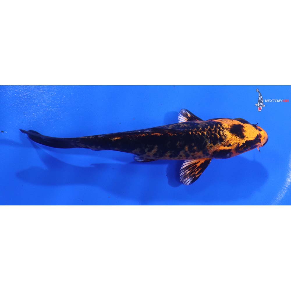 4” Imported Kin Aka Bekko