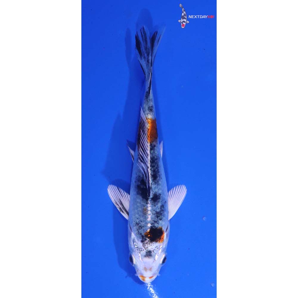 4” Imported Yamato Nishiki