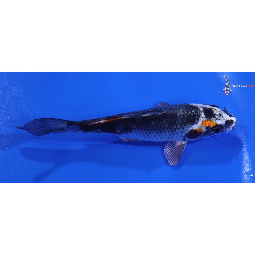 4” Imported Kujaku