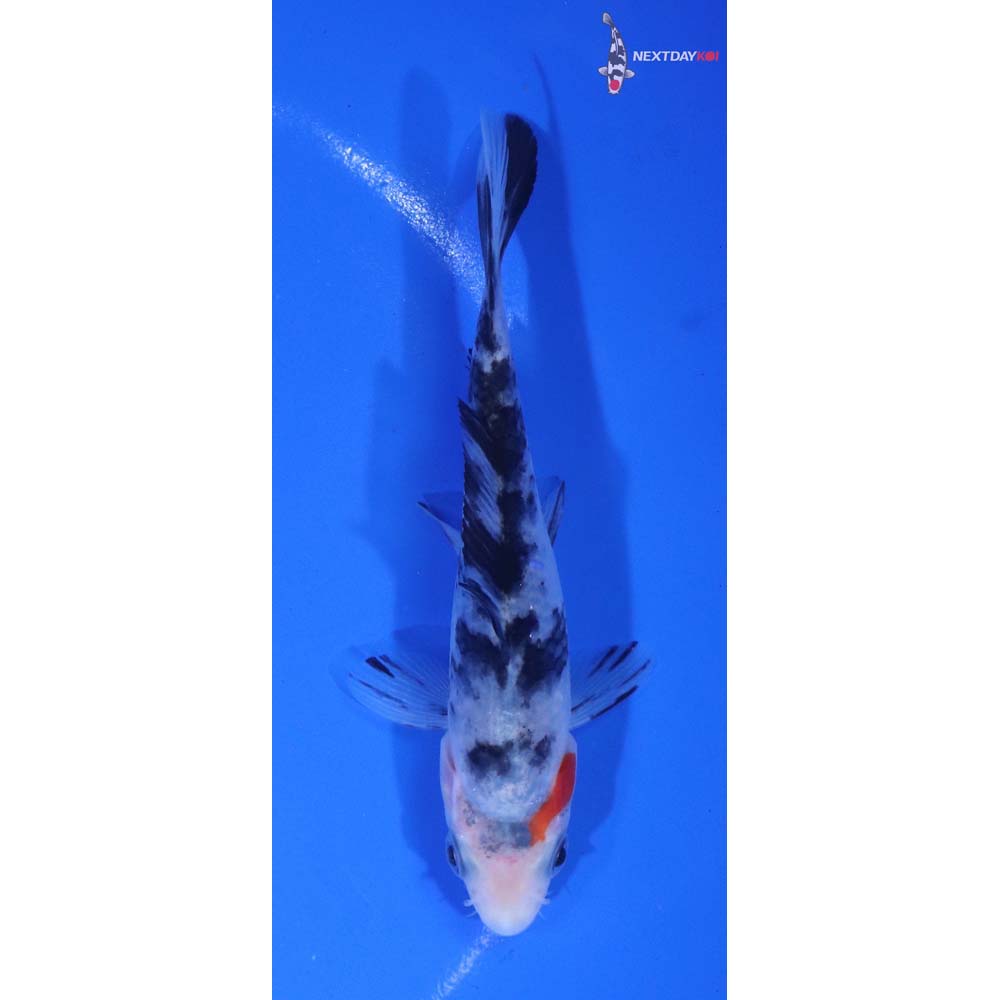 4.5” Imported Sanke