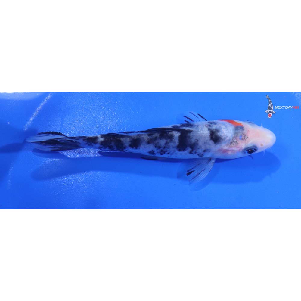 4.5” Imported Sanke