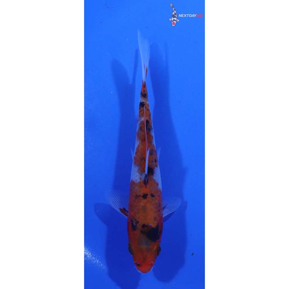 4.5” Imported Sanke