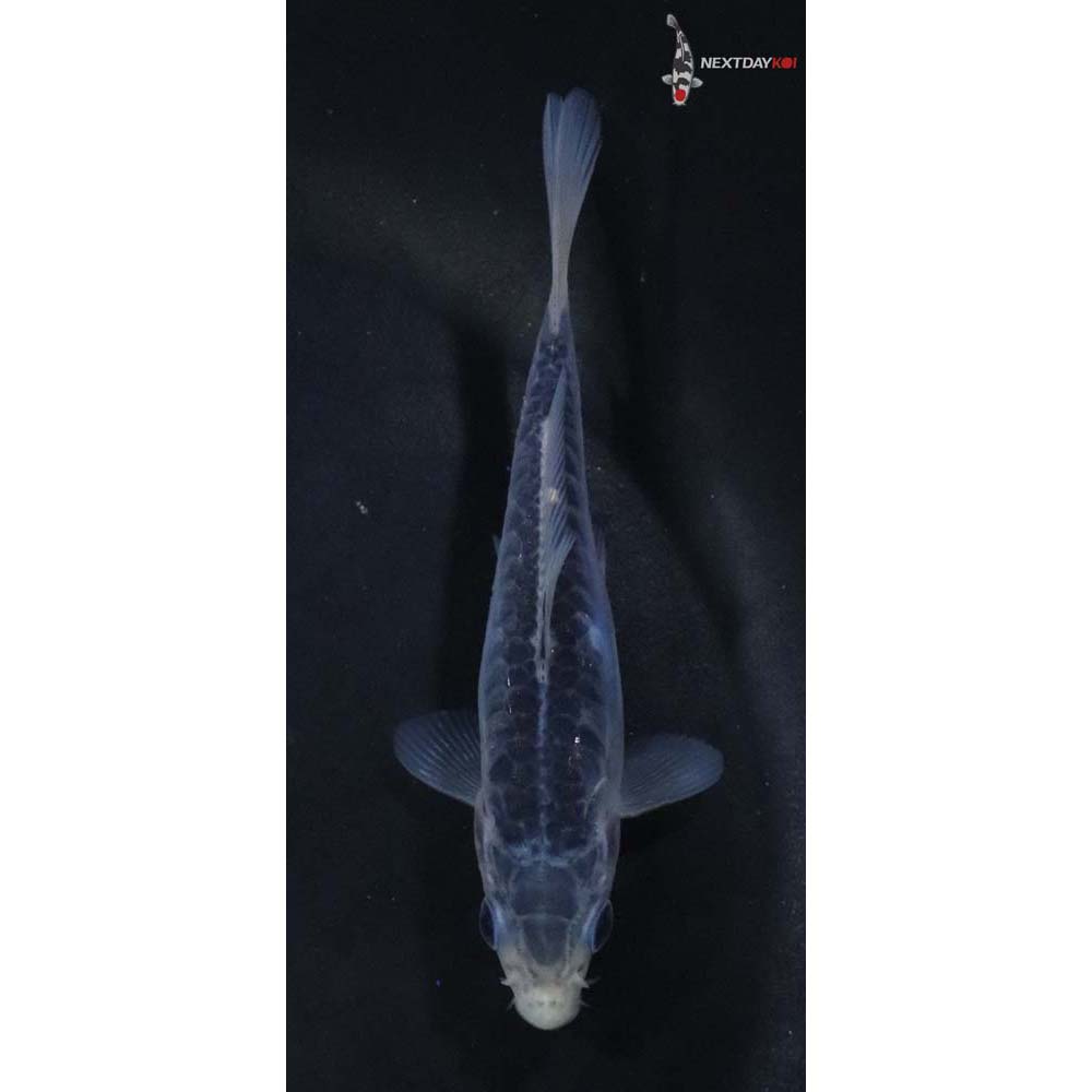 4.5” Imported Shusui